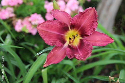 Summer Flower California