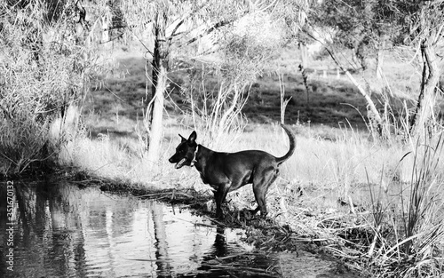 Young happy dog standing on dam by pond water in black and white outdoors.