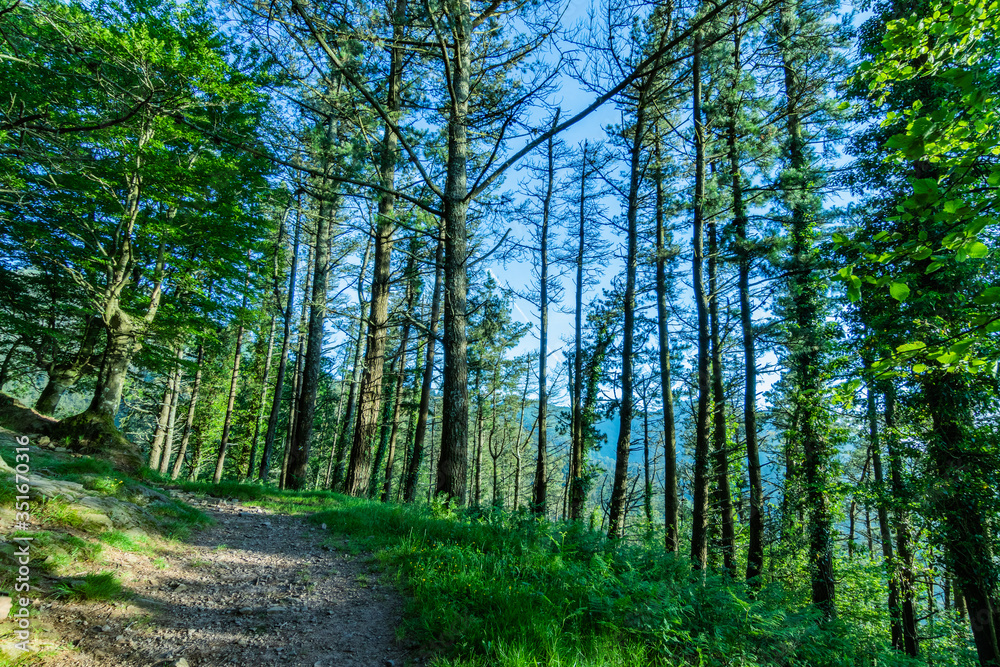 Fototapeta premium Bosque con arboles, verde