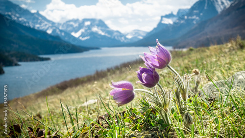 Wildflowers (harebells) closeup with lake and mountains in backdrop, shot in Waterton National Park, Alberta, Canada