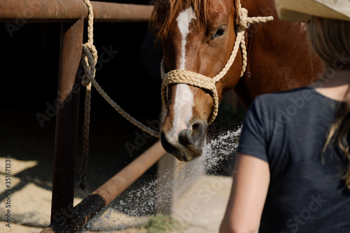 Fotografie Brown horse close up getting bath on summer day, tied in halter on farm