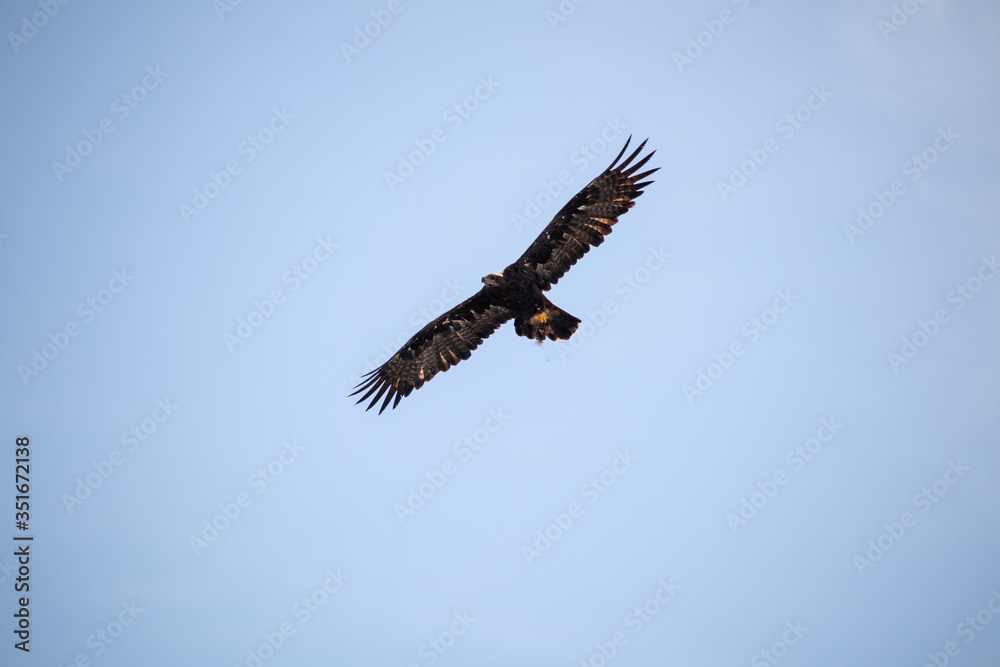 View of a launching, flying sea eagle against a forest and mountain background with blue sky
