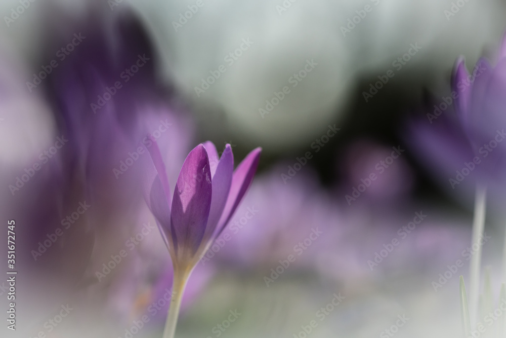 wonderfulp View of close-up magic blooming spring flowers crocus wonderfulp View of close-up magic blooming spring flowers crocus