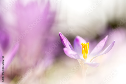 wonderfulp View of close-up magic blooming spring flowers crocus