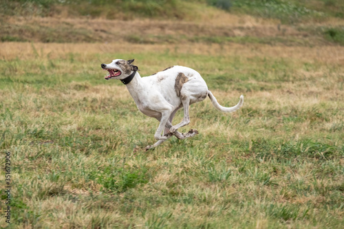 Greyhound is running in pursuit of a mechanical hare  rabbit 