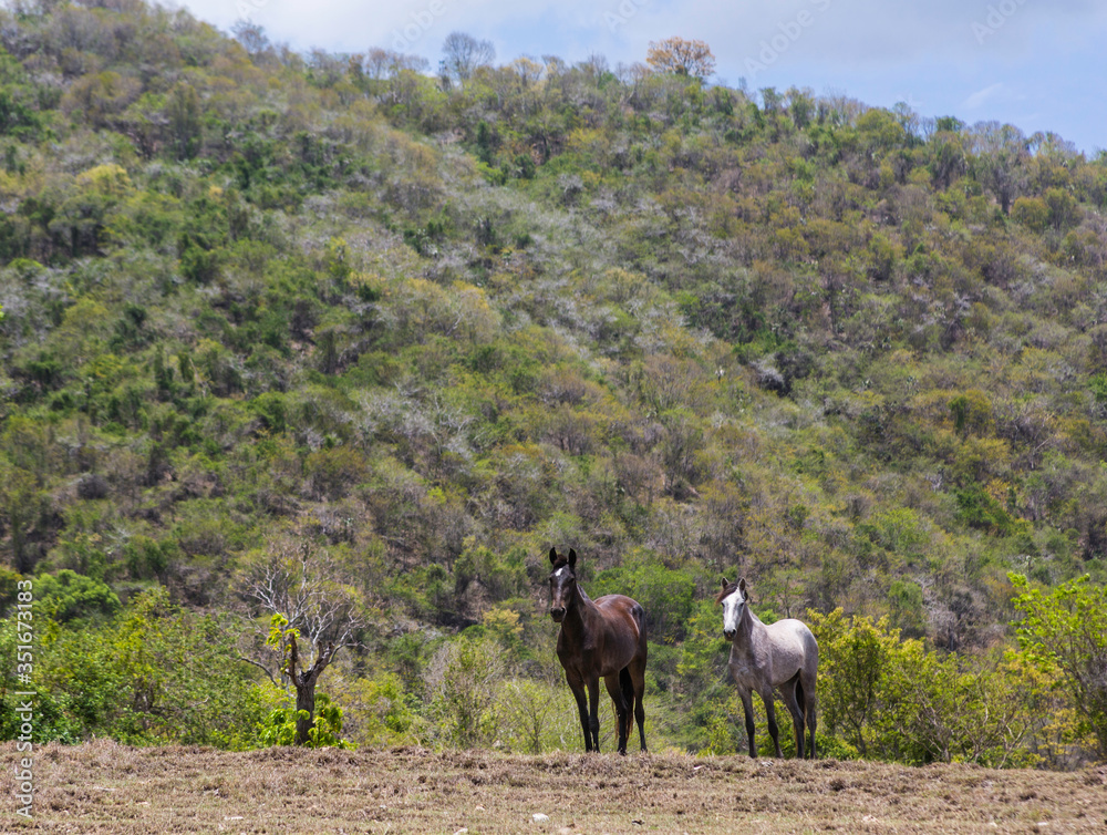 Obraz premium dramatic image of two horses standing top of a hill in the caribbean mountains of the dominican republic.