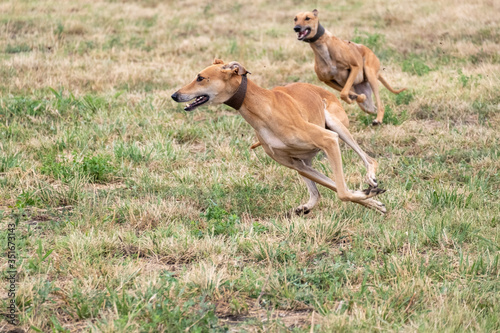 Two greyhounds are running in pursuit of a mechanical hare  rabbit 