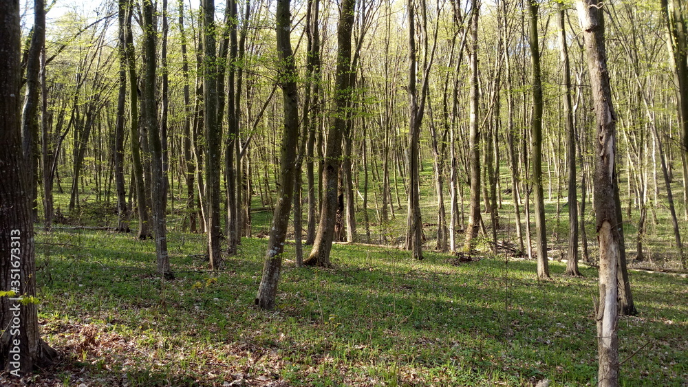 Wild forest in the morning