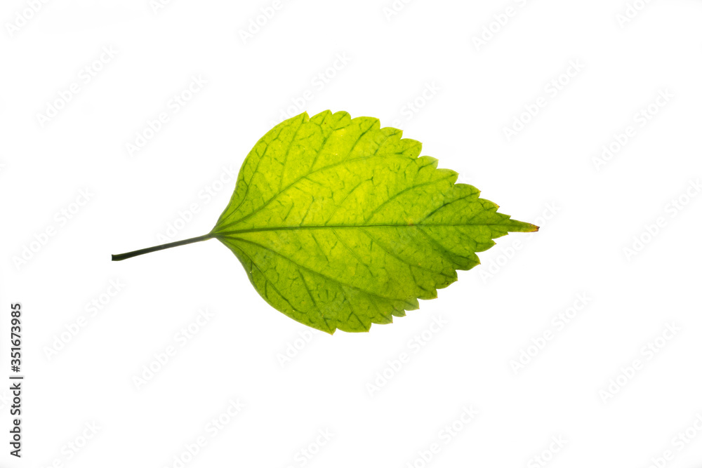 Fototapeta premium Isolated leaf texture in White Background