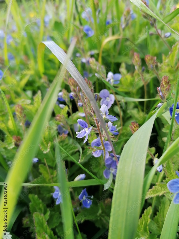 Obraz premium forget me not