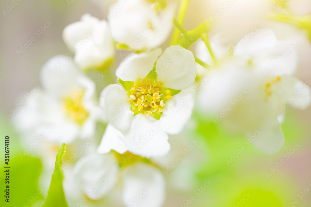 Blooming bird cherry close-up. Detailed macro photo. Beautiful white flowers. Great image for postcards. The concept of spring, summer, flowering. Blooming bird cherry close-up. Detailed macro photo. Beautiful white flowers. Great image for postcards. The concept of spring, summer, flowering.