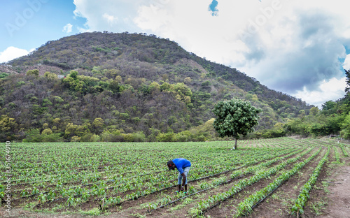 Konstfotografi dramatic image of farm and field with Haitian fieldworkers high in the caribbean mountains of the dominican republic