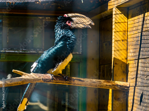 portrait of a trumpeter hornbill bird in the aviary, tropical animal specie from africa