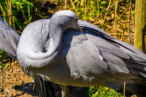 blue paradise crane preening its feathers in closeup, Vulnerable bird specie from Africa photo