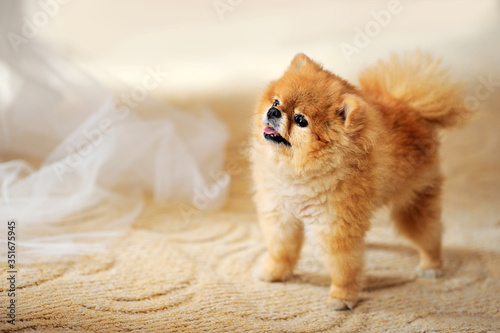 Pomeranian Spitz puppy.