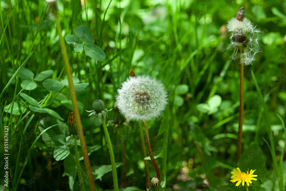 dandelion and green grass in garden dandelion and green grass in garden