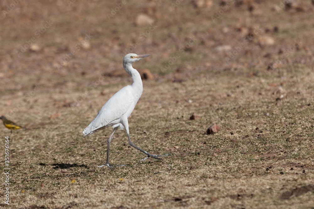Cattle egret, Bubulcus ibis, on a field in East Africa. Cattle egret, Bubulcus ibis, on a field in East Africa.