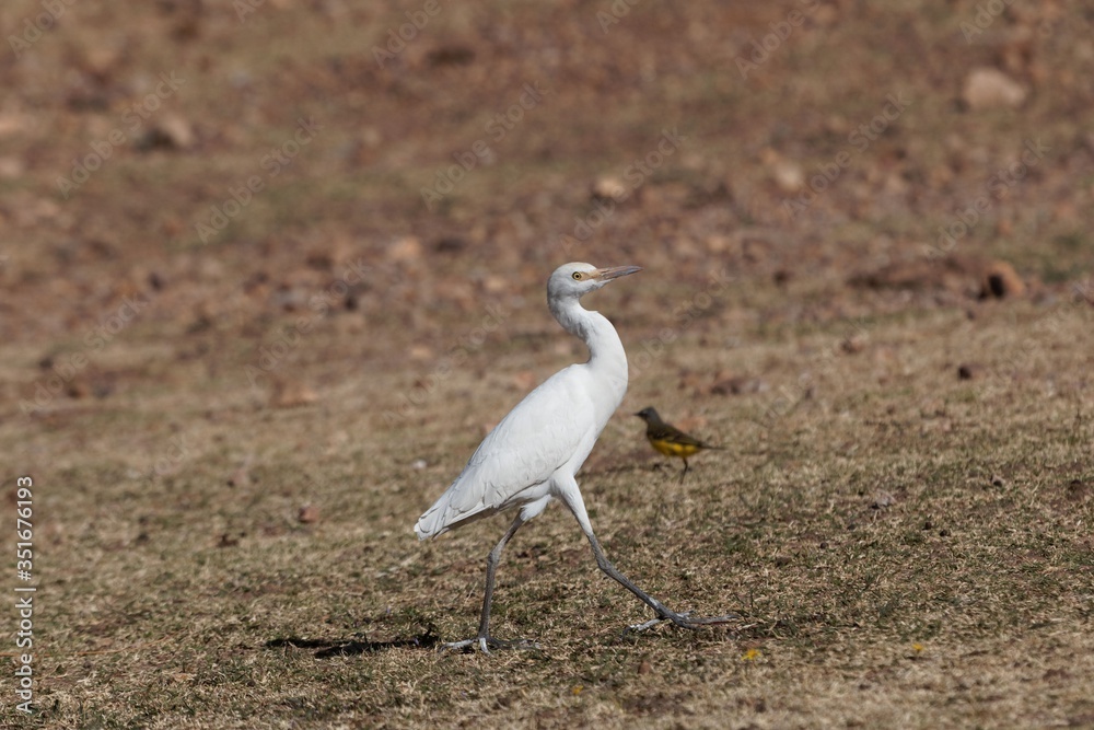Cattle egret, Bubulcus ibis, on a field in East Africa. Cattle egret, Bubulcus ibis, on a field in East Africa.