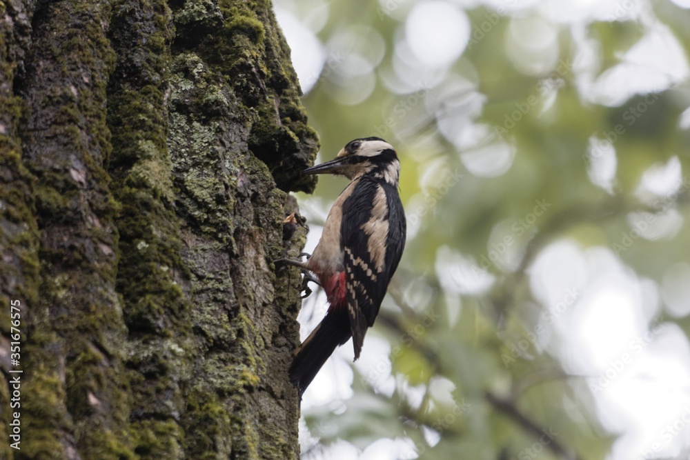 Great spotted woodpecker, Dendrocopos major Great spotted woodpecker, Dendrocopos major