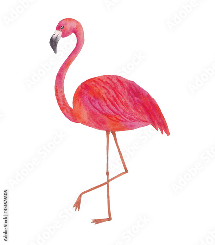 Pink flamingo isolated on white, watercolor illustration 
