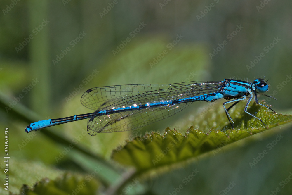 close-up view of dragonflies on the plant close-up view of dragonflies on the plant