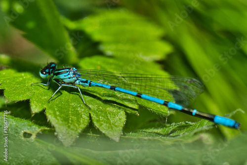 close-up view of dragonflies on the plant 