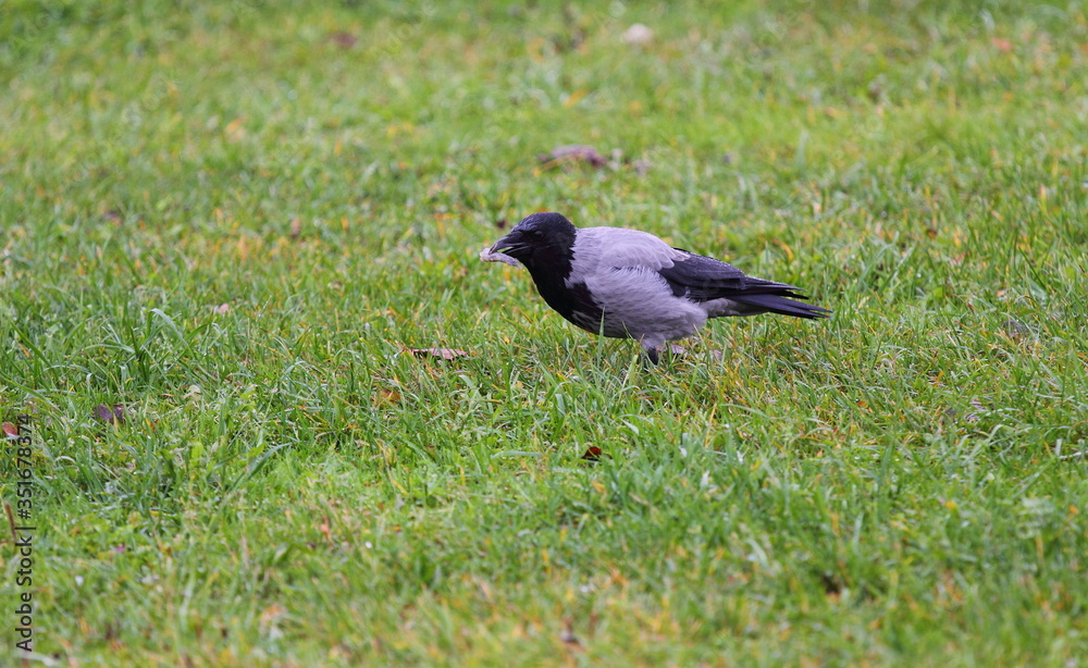 Fototapeta premium Grey crow in city park