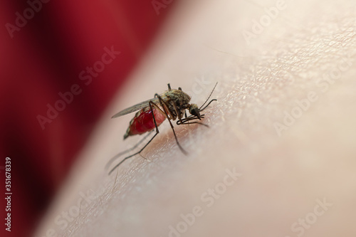 Mosquito eats blood on human skin. The concept of blood-sucking insects common in spring and summer. Macro photo.