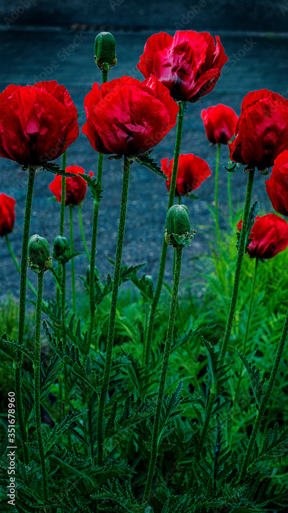 Obraz premium Opium poppy grows growing right next to the house among other 