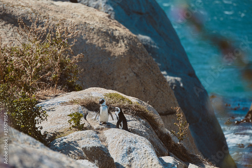 South African penguins on Boulders Beach