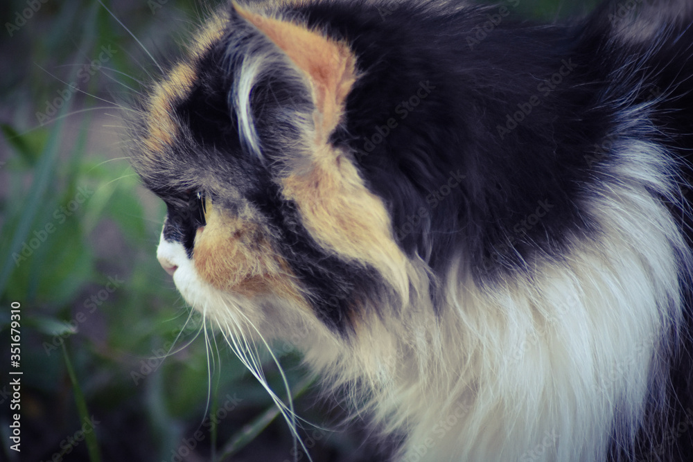 Obraz premium cat in the grass