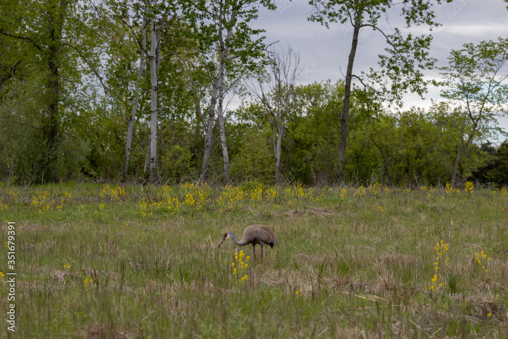 Sandhill Crane Sandhill Crane