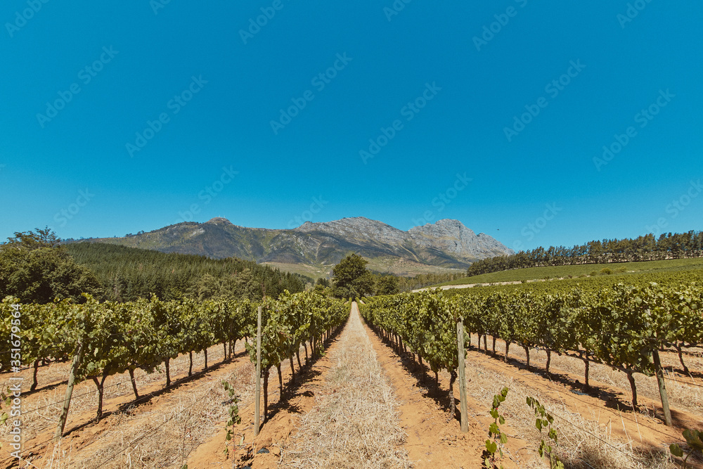 vineyard in South Africa
