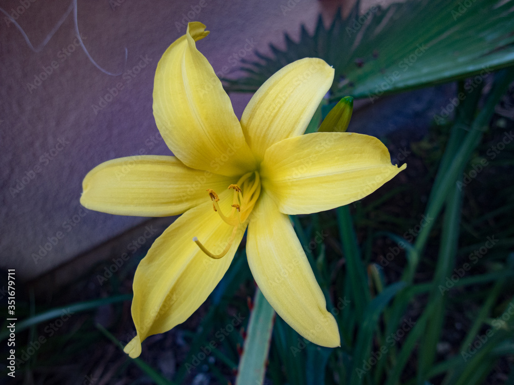 Fototapeta premium Kwiat lilii