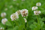 White Clover Flowers - Trifolium repens