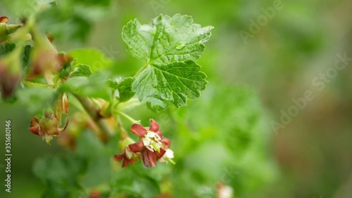 Jostaberry flower blossom growing bush shrub bloom bud branch orchards garden spring Ribes nidigrolaria black currant gooseberry hybrid leaves leaf close-up detail fruit, bio organic farm farming photo