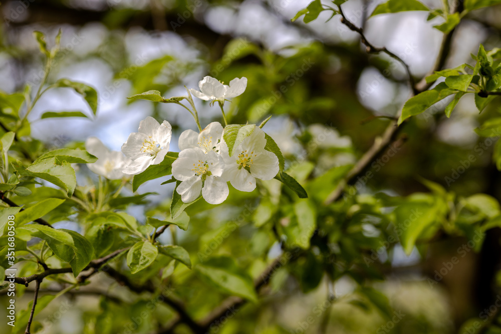 Spring Bloom Spring Bloom
