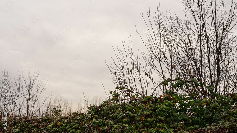 Birds and branches Birds and branches