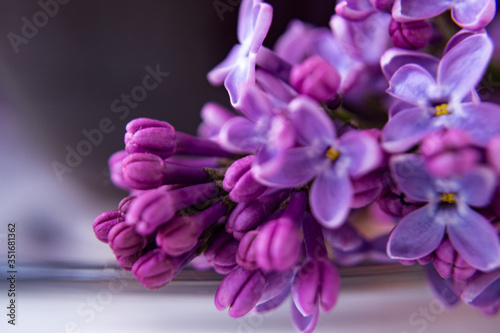 Floral blurred purple background. Beautiful buds of lilac on a white background. Macro shooting. © Venera