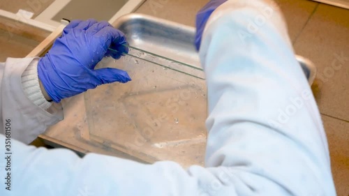 laboratory assistant working with glass in a white suit and gloves.Microbiology research scientist working in the labaratory