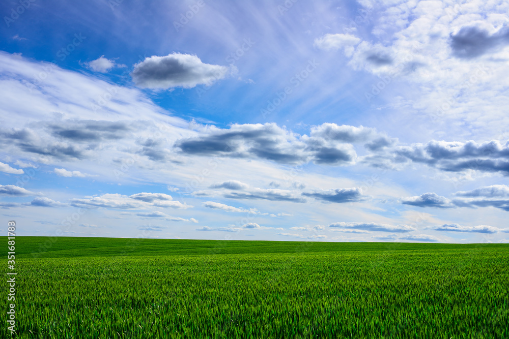 Beautiful summer background field of green wheat and sky with clouds Beautiful summer background field of green wheat and sky with clouds