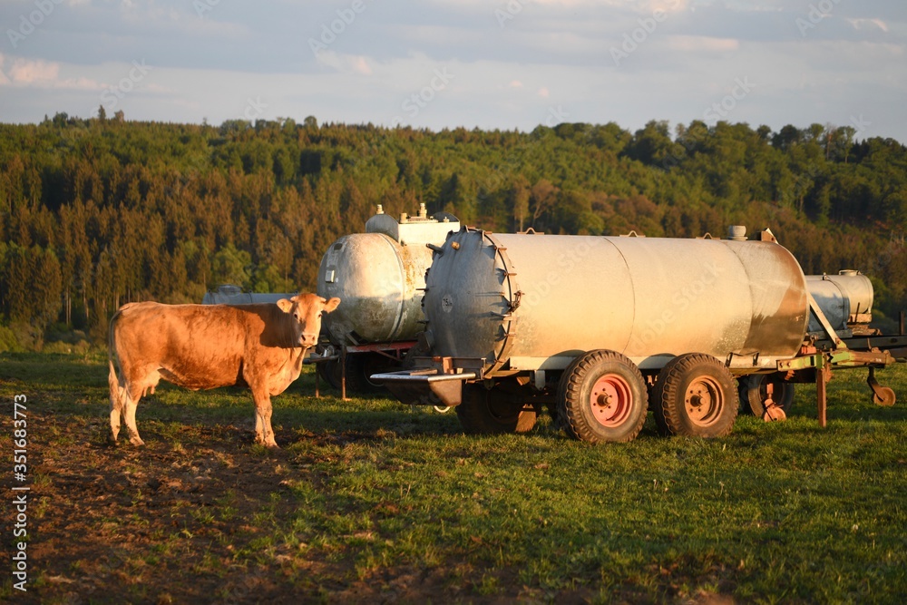 Obraz premium kuh, tier, bauernhof, gras, feld, rinder, ackerbau, wiese, gräser, natur, green, bäuerlich, braun, abgrasen, kuh, landschaft, himmel, melken, käserei, bull, rind, herde, ackerbau, vieh, ackerland