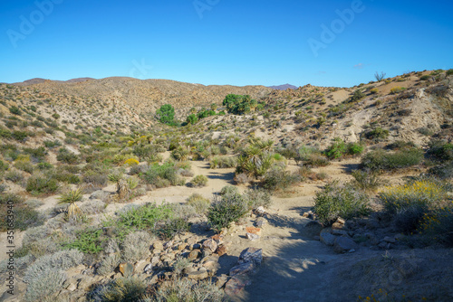 hiking the lost palms oasis trail in joshua tree national park  california  usa