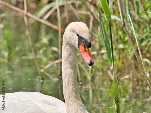 close-up view of beautiful young swan floating on calm water