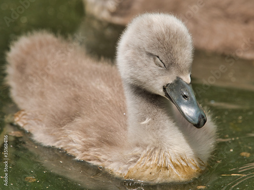 close-up view of beautiful swarm of young swans on lake