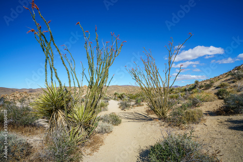 hiking the lost palms oasis trail in joshua tree national park, california, usa © Christian B.