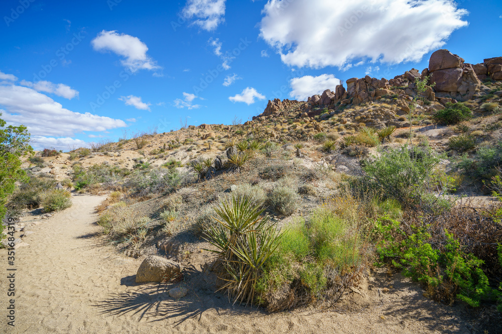 hiking the lost palms oasis trail in joshua tree national park, california, usa hiking the lost palms oasis trail in joshua tree national park, california, usa