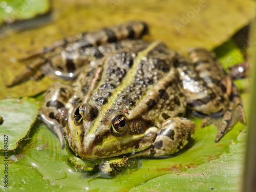 close-up view of green frog in calm pond