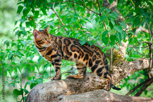 A beautiful Bengal cat with green eyes sits on a lilac trunk surrounded by green leaves, on a hot summer day, amid a bunch of lilacs © Evgeniya