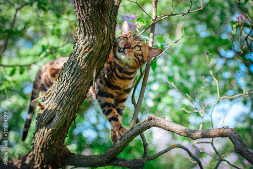 On a hot summer day  a marble Bengal cat walks along the trunk of a lilac tree and rubs against a branch surrounded by greenery. Funny frame.